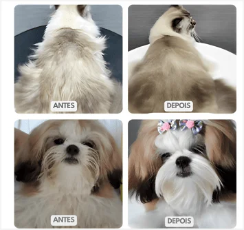Comparação antes e depois: gato branco felpudo e shih-tzu escovados com a escova removedora de pelos