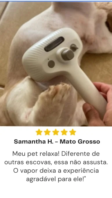Pet deitado sendo escovado com a escova a vapor