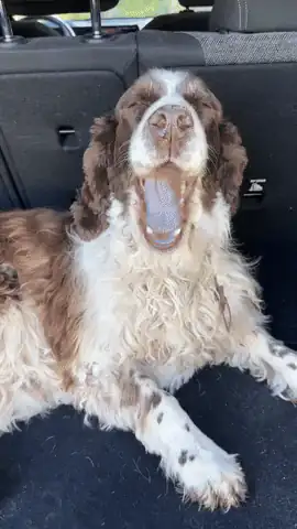 Cachorro no porta-malas do carro cheio de pelos
