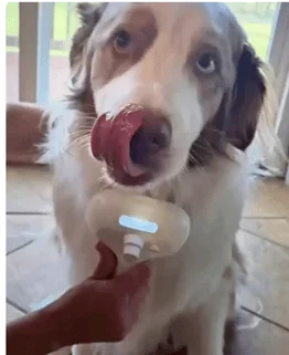 Cachorro lambendo a escova removedora de pelos