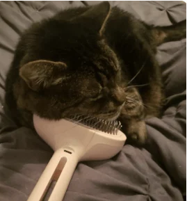 Gato preto sendo escovado na cama