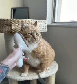 Gato ruivo sendo escovado no arranhador